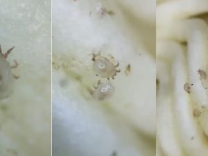 From X.com Insects