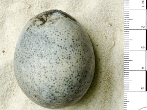 Twitter / X (oatweet) Roman Egg
