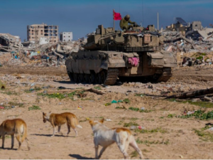 الكلاب الضالة تهاجم جنود الاحتلال الإسرائيلي