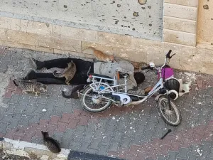 شهيد فلسطيني والقطط من حوله في غزة
