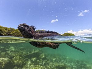 (Photo by Ernesto BENAVIDES / AFP) marine reserve