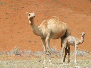 Shutterstock camel