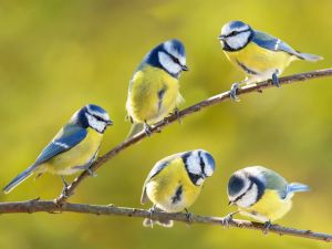 Birds. (Shutterstock) natural predators