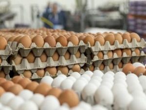 بيض المائدة