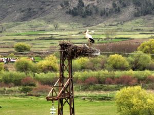 (Photo by Adnan Beci / AFP) migratory birds
