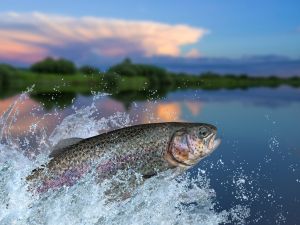 Shutterstock salmon