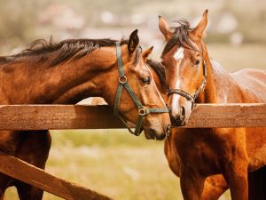 Shutterstock Army horses