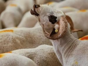 صكوك أضاحي للجاليات في الخارج