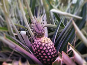 This rare pink pineapple just sold for $395, would you put it on Pizza?