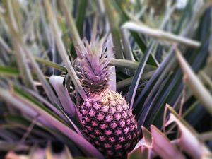 This rare pink pineapple just sold for $395, would you put it on Pizza?
