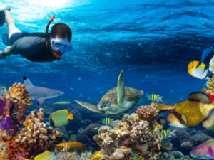 Shutterstock  underwater