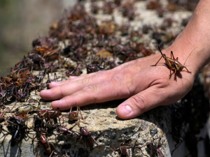 صراصير المورمون 