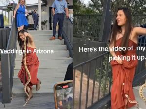 Snake breaks into wedding in the US (Video)