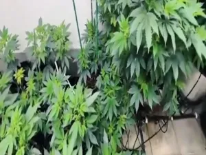 _