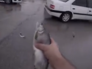 Video circulating on X  Iran