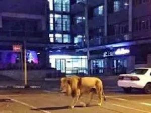 شبان يتجولون بأسد في منطقة الجادرية وسط العاصمة العراقية بغداد