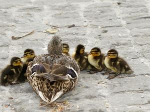 Photo by Pixabay (Pexels) Duck