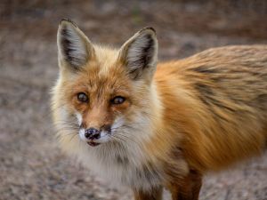 Shutterstock Fox