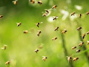 Shutterstock bees