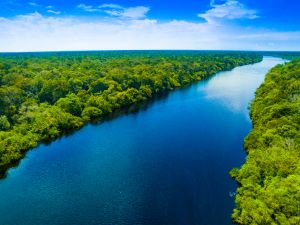 Shutterstock Amazon rainforest