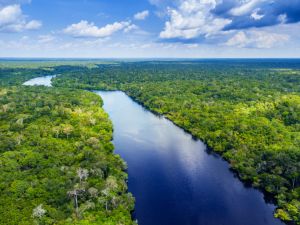 Shutterstock Amazon rainforest