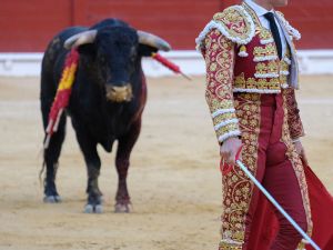 bull fight