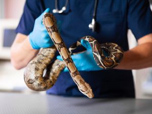 Shutterstock Snake