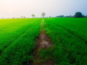Shutterstock Farm