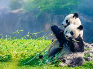 Shutterstock pandas