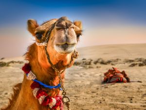Shutterstock camel