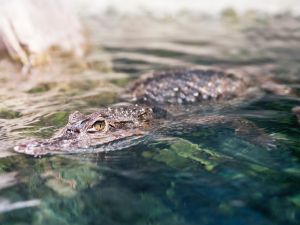 Shutterstock Alligator