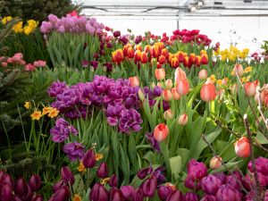 Shutterstock Flower Exhibition