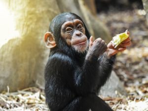 Shutterstock Chimpanzee