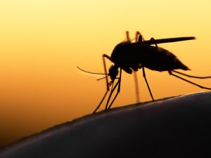 Shutterstock mosquitoes