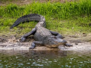 Shutterstock alligator