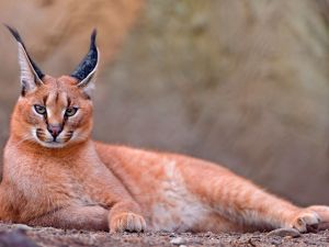 Shutterstock Caracal