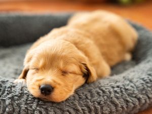 Shutterstock puppy