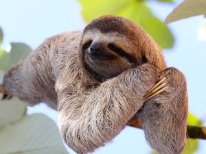Shutterstock sloth