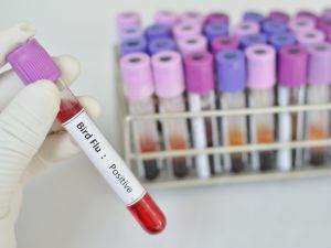 Shutterstock bird flu