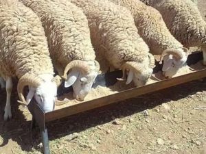 ألف أضحية للمستفيدين في عيد الأضحى