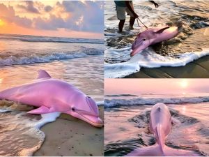 دولفين وردي