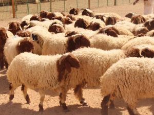  تعرف على أسعار الأضاحي من وزارة الزراعة