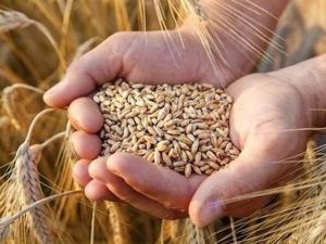 حكم بيع القمح في السوق السوداء ممنوع