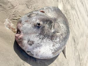 hoodwinker sunfish