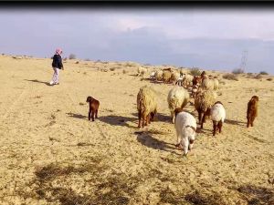 5 حلول يقدمها الخبراء لحل مشكلة ارتفاع سعر الأضاحي