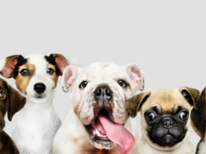 shutterstock Dog Breeding Company