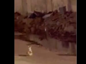 طائرة كواد كابتر تسقط أجسام مشبوهة بجوار مستشفى ناصر الطبي  طائرة كواد كابتر تسقط أجسام مشبوهة بجوار مستشفى ناصر الطبي