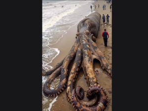 ما حقيقة العثور على أخطبوط عملاق على سواحل أندونيسيا؟ ما حقيقة العثور على أخطبوط عملاق على سواحل أندونيسيا؟