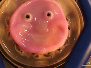 Scientists used human cells to make a smiling robot and its horrifying 