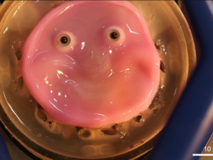 علماء يصنعون وجه روبوت مبتسماً من خلايا جلد بشرية حية